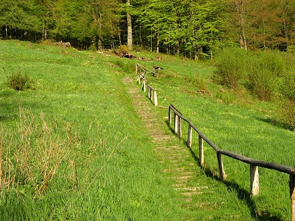 Aufstieg vom Bandweg zur Lutherbuche