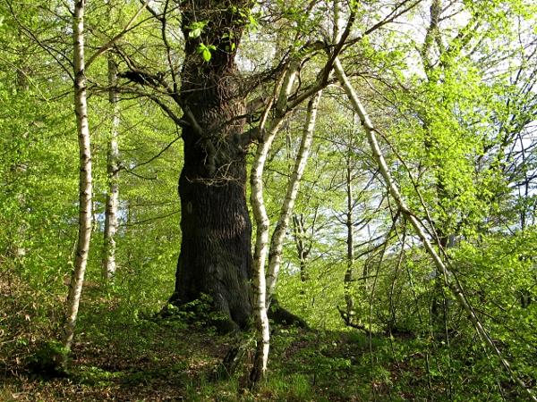 alte Eiche als Naturdenkmal am Beginn der Himmelsleiter