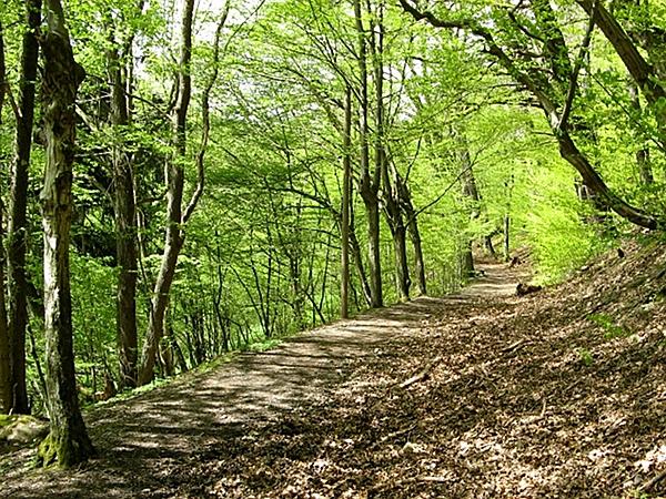 vom Schloss entlang der Hirschallee, einem ehemaligen Reitweg