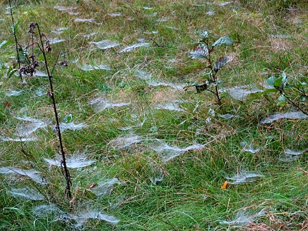 Kunstwerk im Altweibersommer am Wegesrand