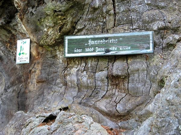 Hunrodeiche - über 1000 Jahre alte Eiche