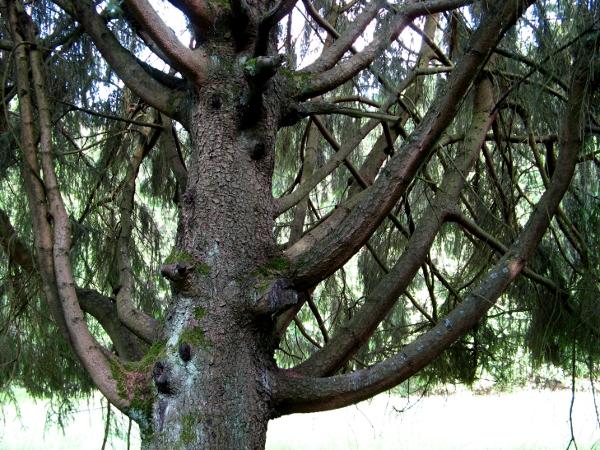 Baum im Harzgarten