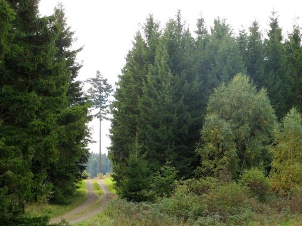 Auf dem Milchweg über die Harzer Höhen